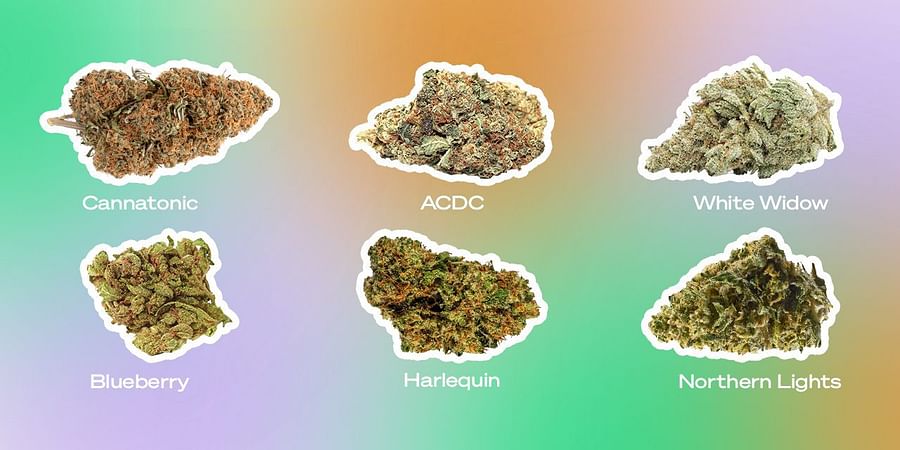 Variety of cannabis strains showing distinct colors and textures, representing different terpene profiles