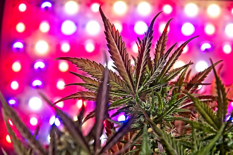 Cannabis plant thriving under LED grow lights